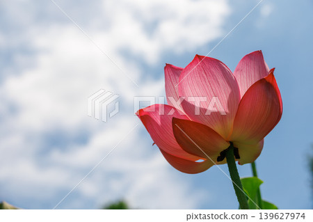lotus flower in the blue sky lotus flower in the blue sky 139627974