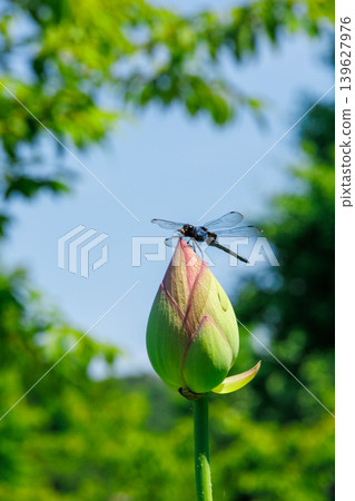 A dragonfly that stops at the lotus bud A dragonfly that stops at the lotus bud 139627976