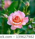 A fully bloomed rose photographed with soft focus. 139627982