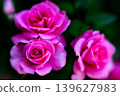 A fully bloomed rose photographed with soft focus. 139627983