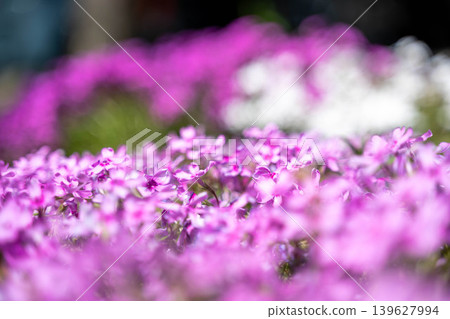 The lovely flowers of the Phlox subulata in early summer. The lovely flowers of the Phlox subulata in early summer. 139627994