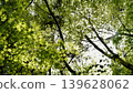 Sunlight through the fresh green Sunlight through the fresh green 139628062