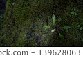 Iwahatazao (a type of moss) Iwahatazao (a type of moss) 139628063