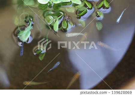 Floating plants and medaka fish Floating plants and medaka fish 139628069