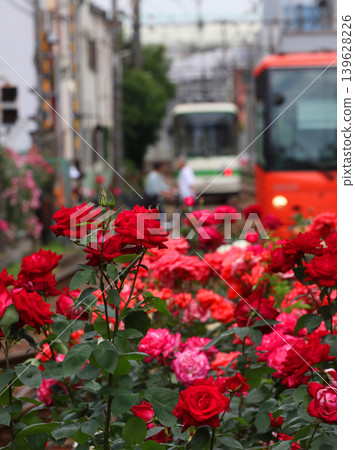 Toden Arakawa Line with blooming roses Toden Arakawa Line with blooming roses 139628226
