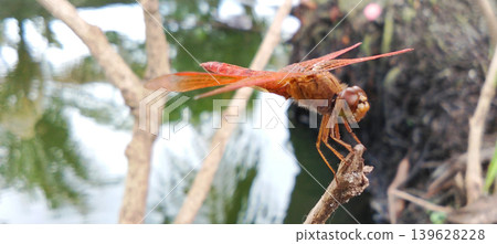 Macro photo of an orange dragonfly perched on a small branch near the water's surface. Macro photo of an orange dragonfly perched on a small branch near the water's surface. 139628228