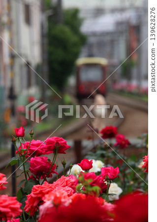 Toden Arakawa Line with blooming roses Toden Arakawa Line with blooming roses 139628276