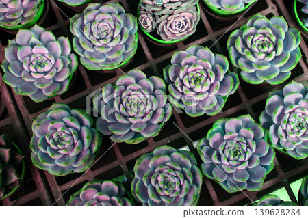 在一家花店排隊的多彩仙人掌 在一家花店排隊的多彩仙人掌 139628284