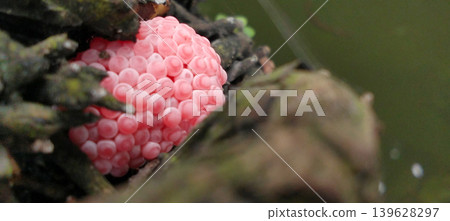 Close-up macro shot of a cluster of bright pink snail eggs attached to a damp wooden surface in their natural habitat. 139628297