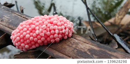 Close-up macro shot of a cluster of bright pink snail eggs attached to a damp wooden surface in their natural habitat. Close-up macro shot of a cluster of bright pink snail eggs attached to a damp wooden surface in their natural habitat. 139628298