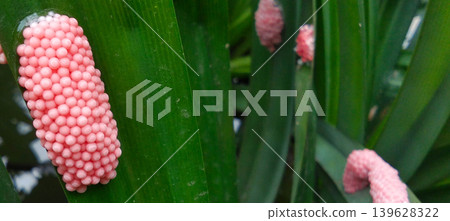 Macro shot of a cluster of pink apple snail eggs attached to a green leaf in a natural water area. Macro shot of a cluster of pink apple snail eggs attached to a green leaf in a natural water area. 139628322