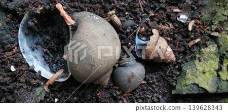 Close-up photo of several empty freshwater snail shells on moist soil with natural texture. Close-up photo of several empty freshwater snail shells on moist soil with natural texture. 139628343
