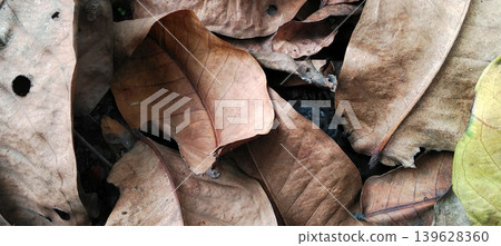 Close-up shot of a pile of dry brown leaves covering the forest floor. Close-up shot of a pile of dry brown leaves covering the forest floor. 139628360