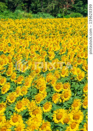 Sunflower field (Tsunan Sunflower Square) Sunflower field (Tsunan Sunflower Square) 139628399