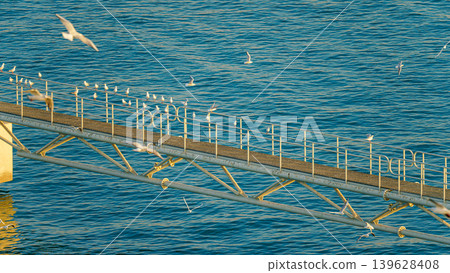 Doha, Qatar- Jan 14 2024, Aerial view of the narrow pier with lots of seagulls and albatrosses sitting and flying around, Port of Doha, at daytime, Doha, Qatar Doha, Qatar- Jan 14 2024, Aerial view of the narrow pier with lots of seagulls and albatrosses sitting and flying around, Port of Doha, at daytime, Doha, Qatar 139628408