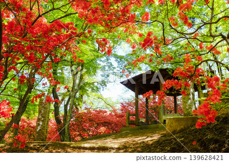 Numata Park where azaleas bloom Numata Park where azaleas bloom 139628421