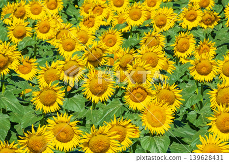 Sunflower field (Tsunan Sunflower Square) 139628431
