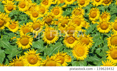 Sunflower field (Tsunan Sunflower Square) 139628432