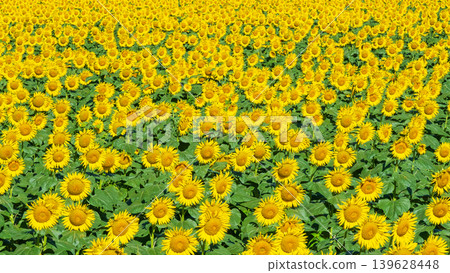 Sunflower field (Tsunan Sunflower Square) Sunflower field (Tsunan Sunflower Square) 139628448