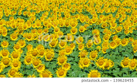 Sunflower field (Tsunan Sunflower Square) 139628455