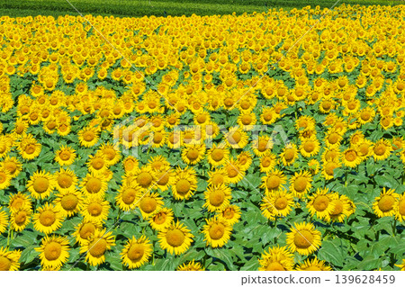 Sunflower field (Tsunan Sunflower Square) Sunflower field (Tsunan Sunflower Square) 139628459