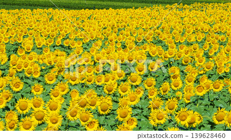 Sunflower field (Tsunan Sunflower Square) Sunflower field (Tsunan Sunflower Square) 139628460