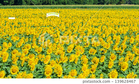 Sunflower field (Tsunan Sunflower Square) 139628467