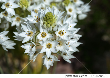 Ornithogarum syrsoides Ornithogarum syrsoides 139628502