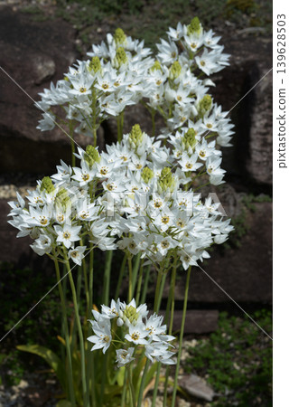 Ornithogarum syrsoides 139628503