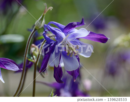 Columbine aquilegia Columbine aquilegia 139628533
