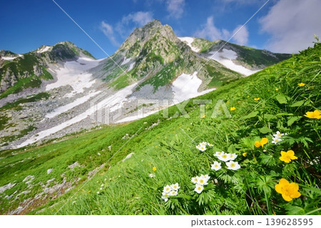 Summer in the Tateyama mountain range, where flowers bloom in profusion. 139628595