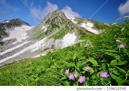 Summer in the Tateyama mountain range, where flowers bloom in profusion. Summer in the Tateyama mountain range, where flowers bloom in profusion. 139628598
