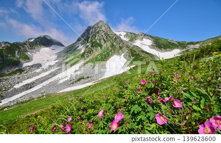 Summer in the Tateyama mountain range, where flowers bloom in profusion. 139628600