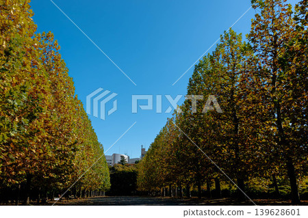 Autumn tree-lined street and clear blue sky background material Autumn tree-lined street and clear blue sky background material 139628601