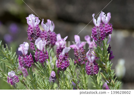  French Lavender 139628602
