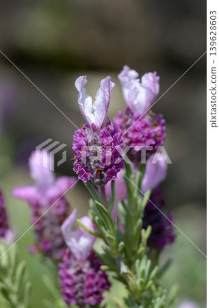  French Lavender 139628603