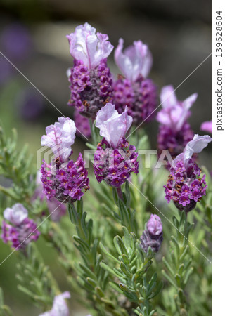  French Lavender 139628604
