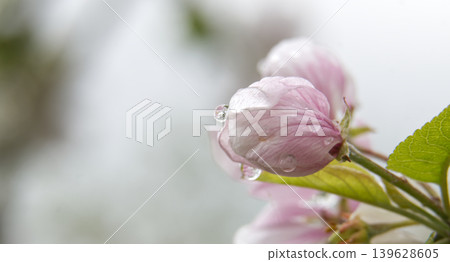 Pink Apple Blossom Bud With Dew Drops On Green Leaves Soft Spring Macro Floral Background Pink Apple Blossom Bud With Dew Drops On Green Leaves Soft Spring Macro Floral Background 139628605