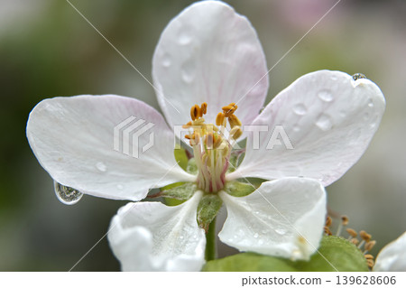 Delicate white apple blossom with water droplets after spring rain Delicate white apple blossom with water droplets after spring rain 139628606