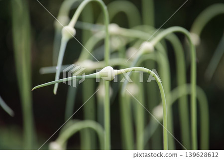 Delicate garlic scapes reach upward, their curved stems forming an elegant natural pattern. Delicate garlic scapes reach upward, their curved stems forming an elegant natural pattern. 139628612