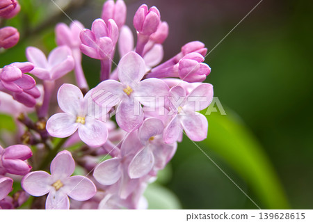 Pink Lilac Blooms Close-Up With Gentle Bokeh Background, Spring Flower Macro Photography Pink Lilac Blooms Close-Up With Gentle Bokeh Background, Spring Flower Macro Photography 139628615