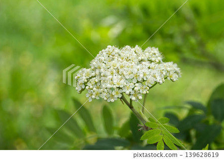 Delicate white rowan tree blossoms cluster against a soft green bokeh background Delicate white rowan tree blossoms cluster against a soft green bokeh background 139628619