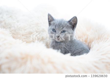 A Chartreux kitten in a bed against a white background. 139628630