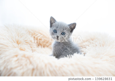 A Chartreux kitten in a bed against a white background. A Chartreux kitten in a bed against a white background. 139628631