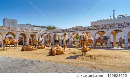 Doha, Qatar- Jan 14 2024, Panoramic fork for camels grazing on the sand in a arch stone paddock in the Souq Waqif area, near with Qatari Royal Emir Stables, at daytime, Doha, Qatar Doha, Qatar- Jan 14 2024, Panoramic fork for camels grazing on the sand in a arch stone paddock in the Souq Waqif area, near with Qatari Royal Emir Stables, at daytime, Doha, Qatar 139628650