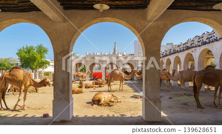 Doha, Qatar- Jan 14 2024, Panoramic fork for camels grazing on the sand in a arch stone paddock in the Souq Waqif area, near with Qatari Royal Emir Stables, at daytime, Doha, Qatar 139628651