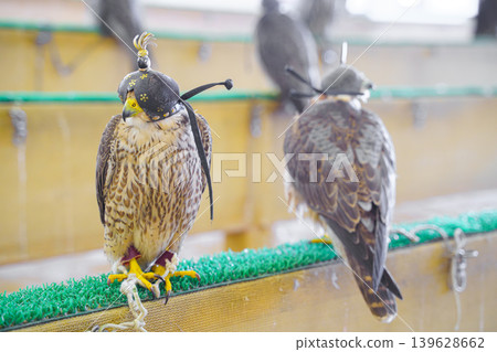 Doha, Qatar - Jan 14 2024, Close-up view of the falcons at the Falcons store, in the Souq Waqif area, Doha, Qatar 139628662