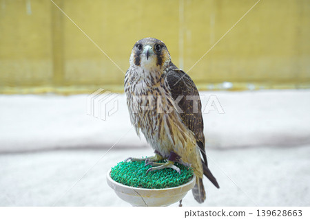 Doha, Qatar - Jan 14 2024, Close-up view of the falcons at the Falcons store, in the Souq Waqif area, Doha, Qatar Doha, Qatar - Jan 14 2024, Close-up view of the falcons at the Falcons store, in the Souq Waqif area, Doha, Qatar 139628663