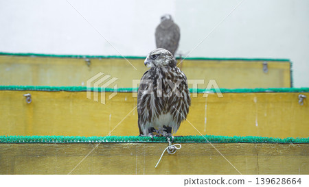 Doha, Qatar - Jan 14 2024, Close-up view of the falcons at the Falcons store, in the Souq Waqif area, Doha, Qatar Doha, Qatar - Jan 14 2024, Close-up view of the falcons at the Falcons store, in the Souq Waqif area, Doha, Qatar 139628664