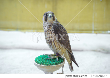 Doha, Qatar - Jan 14 2024, Close-up view of the falcons at the Falcons store, in the Souq Waqif area, Doha, Qatar Doha, Qatar - Jan 14 2024, Close-up view of the falcons at the Falcons store, in the Souq Waqif area, Doha, Qatar 139628666